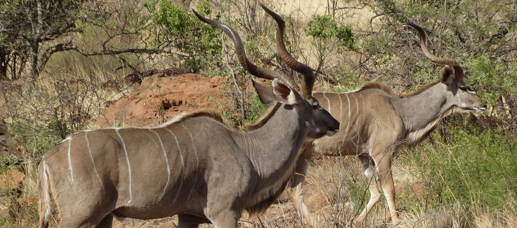 Dinokeng Game Reserve