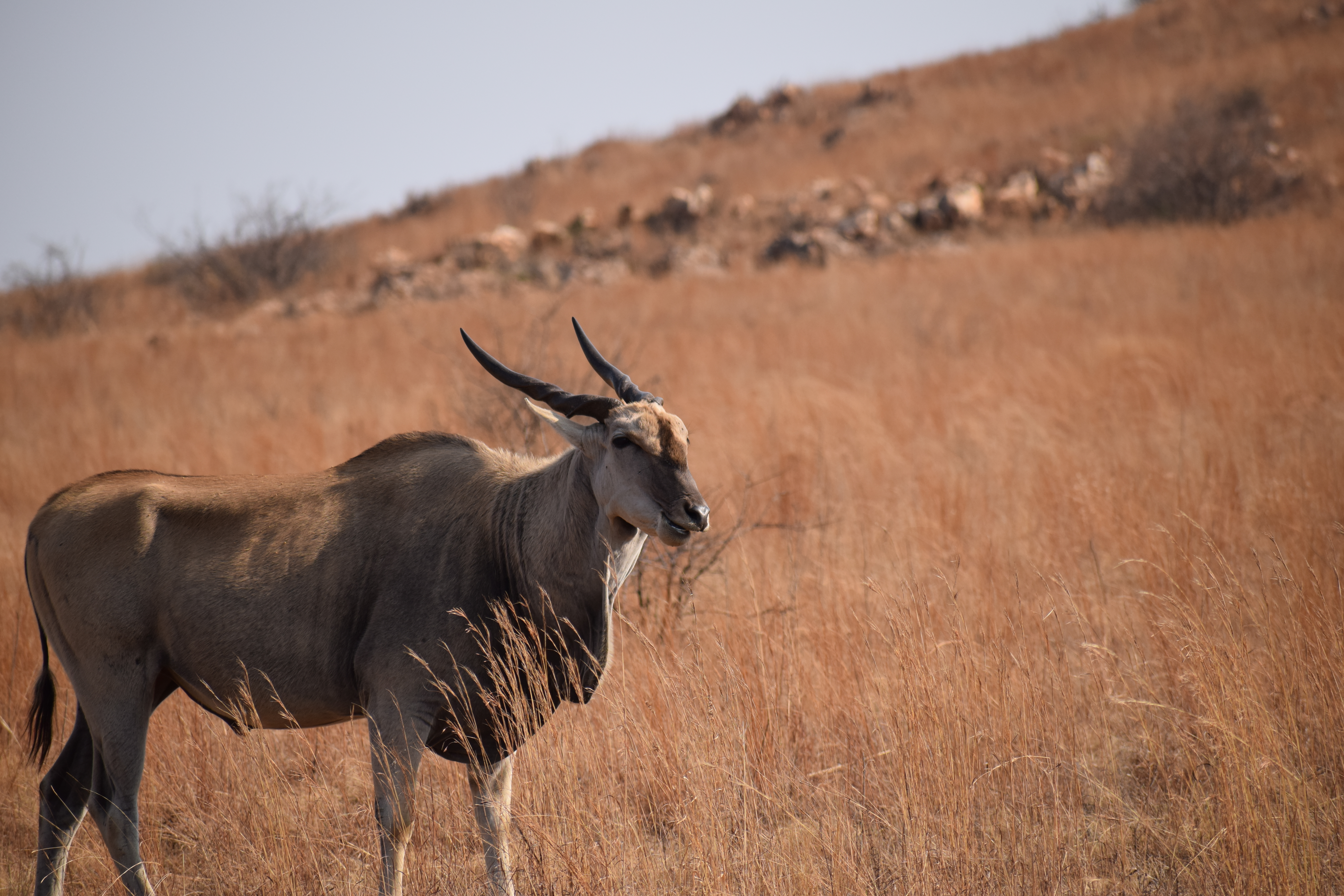 Rietvlei Nature Reserve