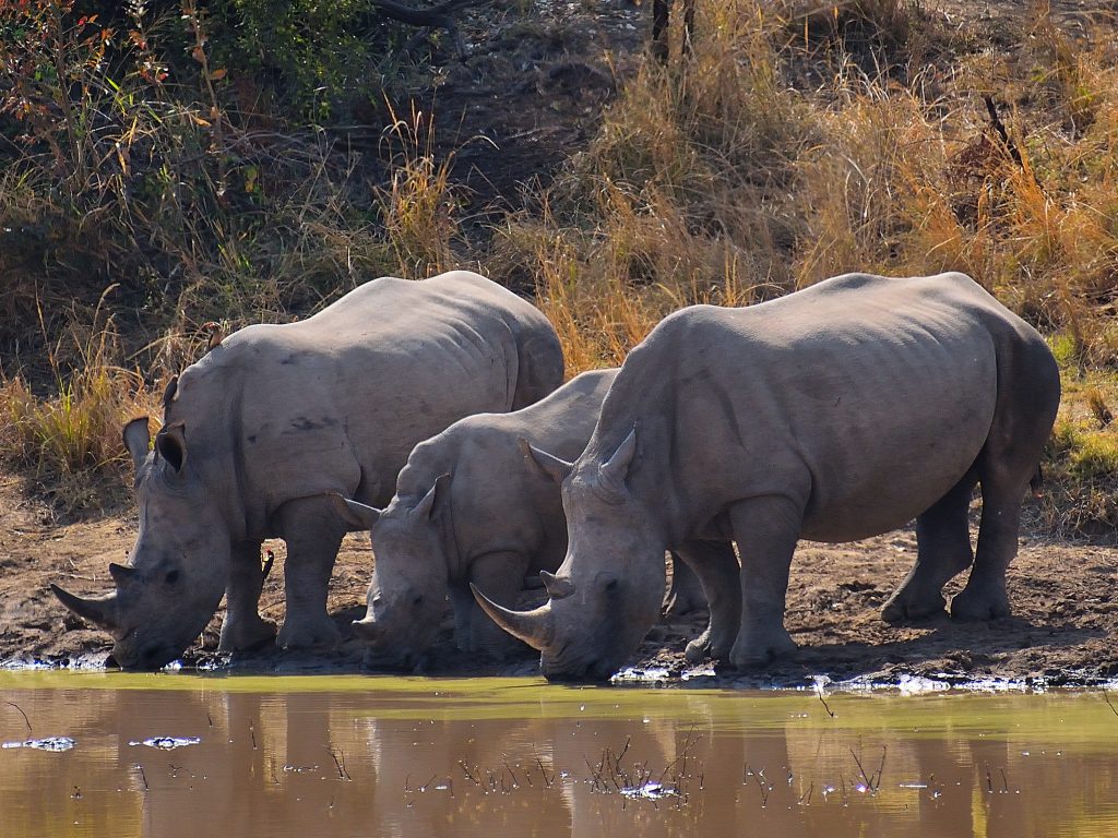 Thirsty Rhinos
